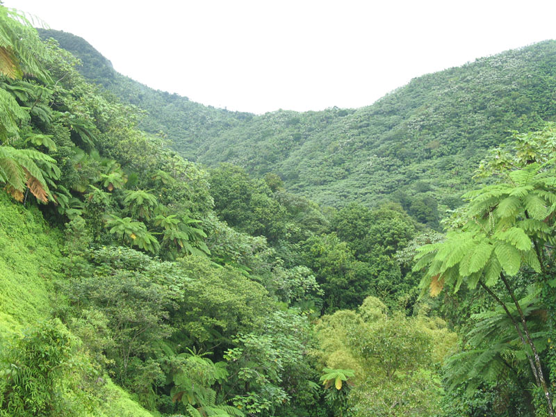 yunque6.jpg