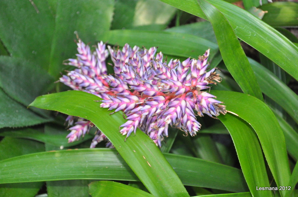 DSC_0062.JPG